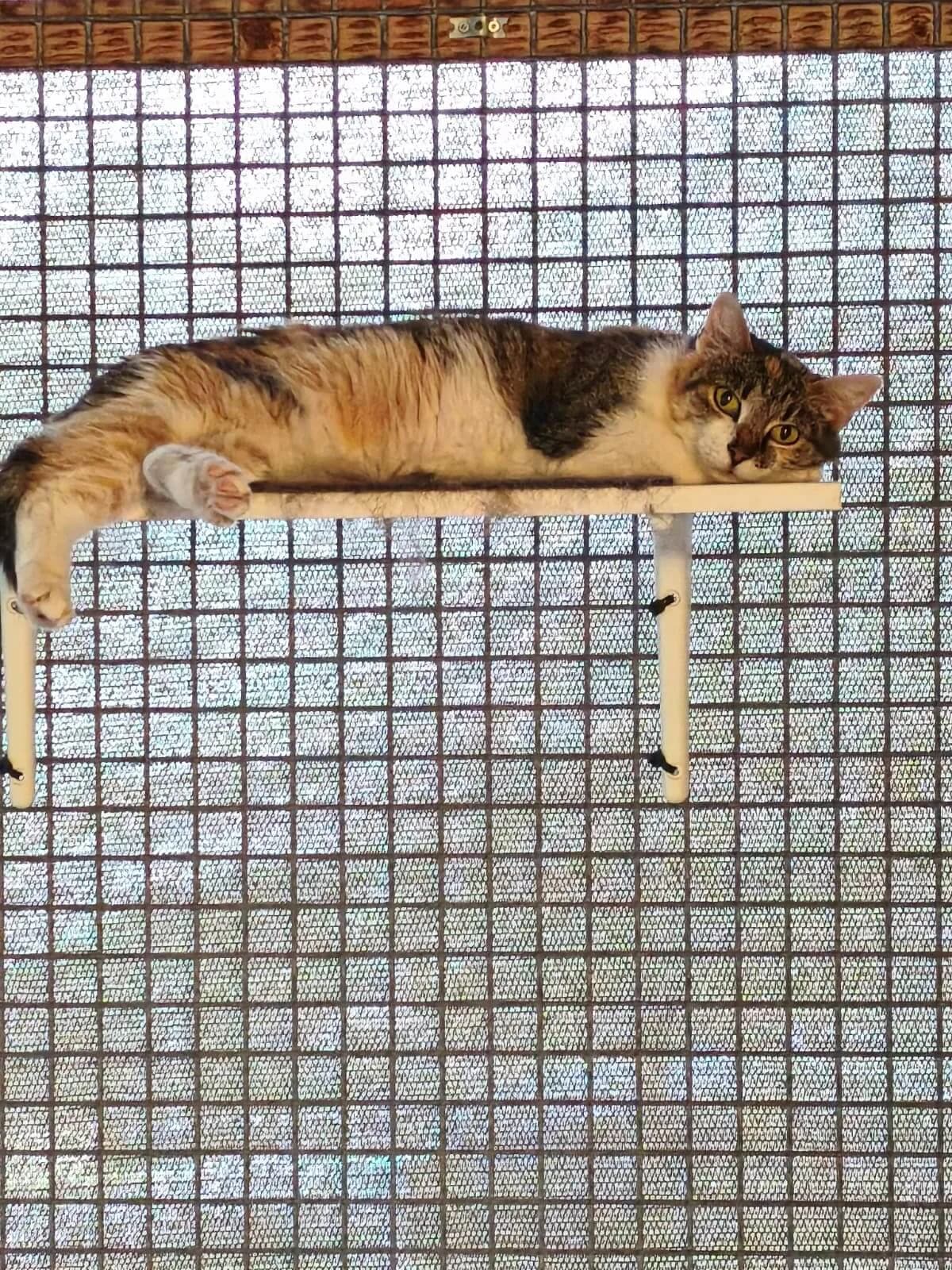 Stella, female young Mixed Breed Cat for adoption at Tierheim Adamhof, Adamhof