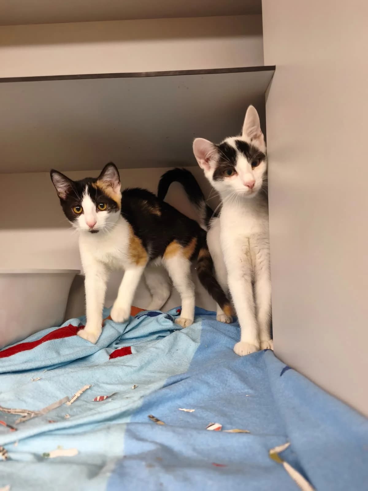 Susi & Strolch, female 6yo Mixed Breed Cat for adoption at Tierheim Adamhof, Adamhof