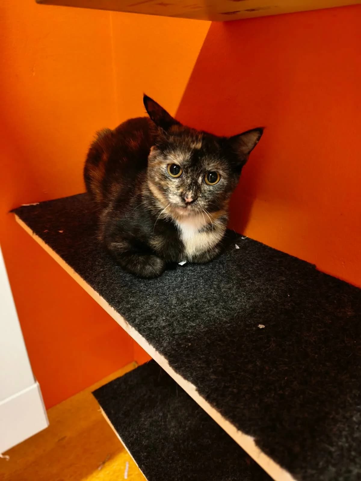 Willow, female puppy Mixed Breed Cat for adoption at Tierheim Adamhof, Adamhof