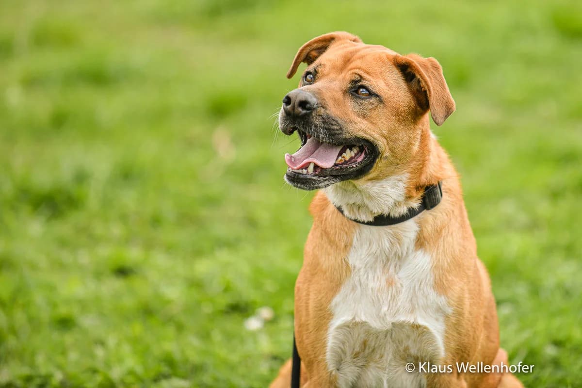 Findus, male Mixed Breed for adoption at Tierheim Baden