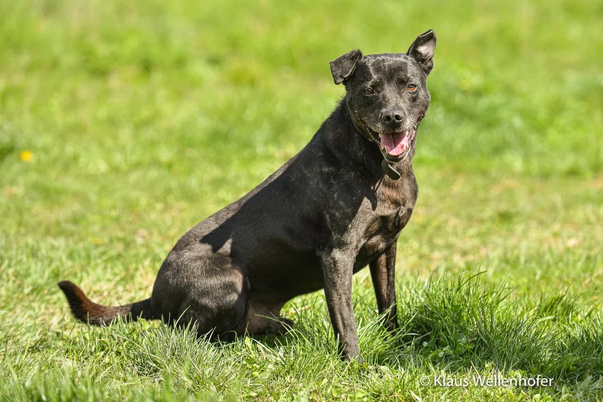 Tequila, male Mixed Breed for adoption at Tierheim Baden