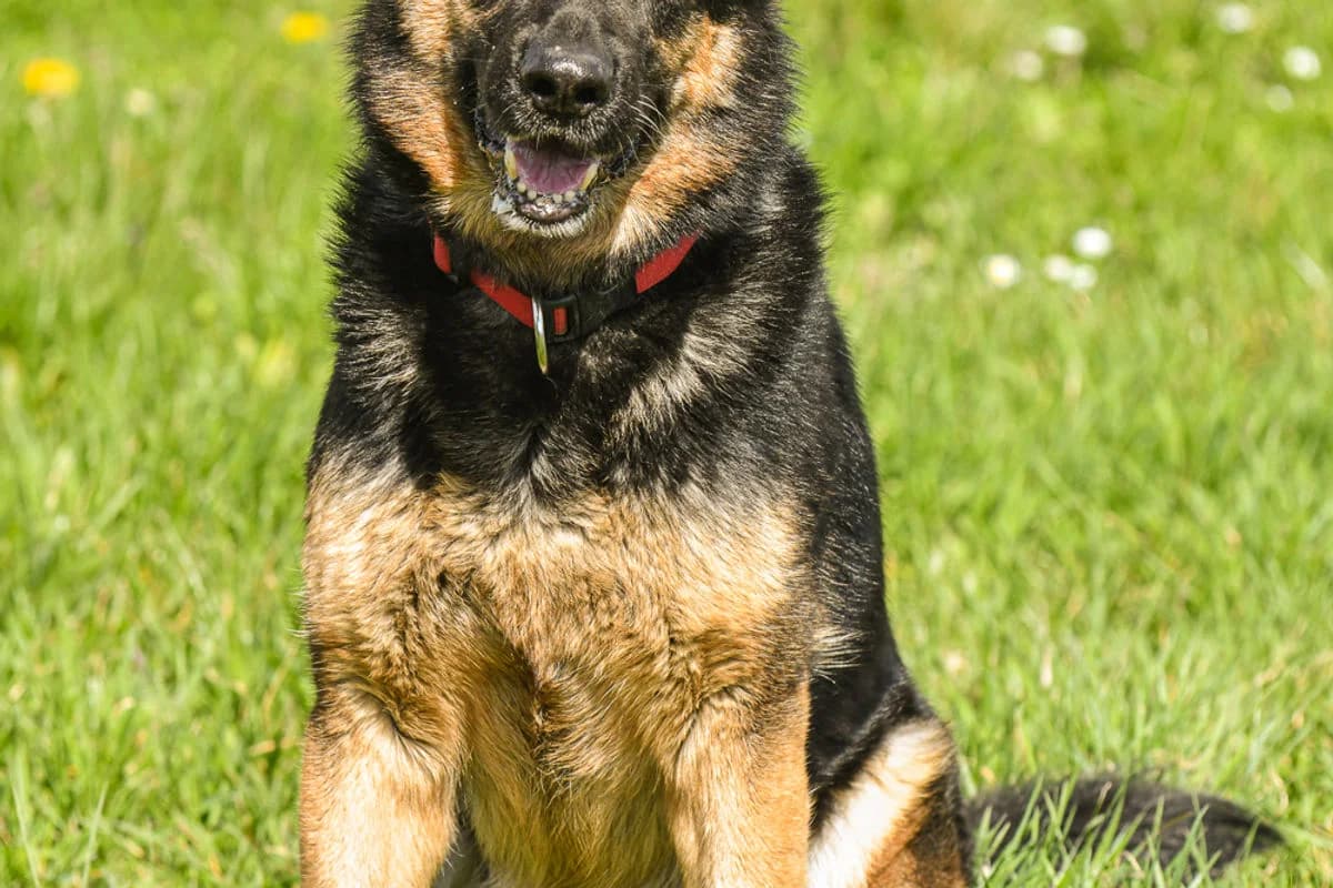 Lisa, female German Shepherd for adoption at Tierheim Baden