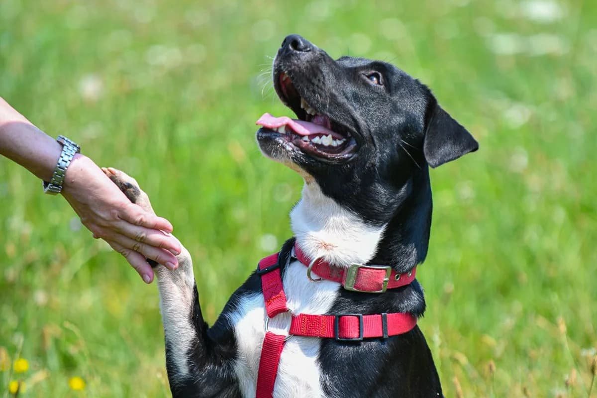 Monty, male American Staffordshire Terrier for adoption at Tierheim Baden