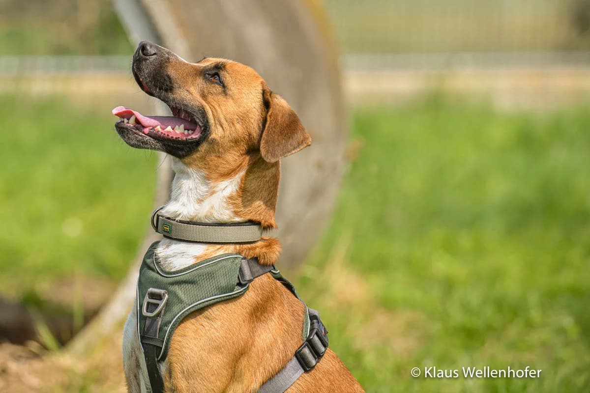 Zeus, male American Staffordshire Terrier for adoption at Tierheim Baden