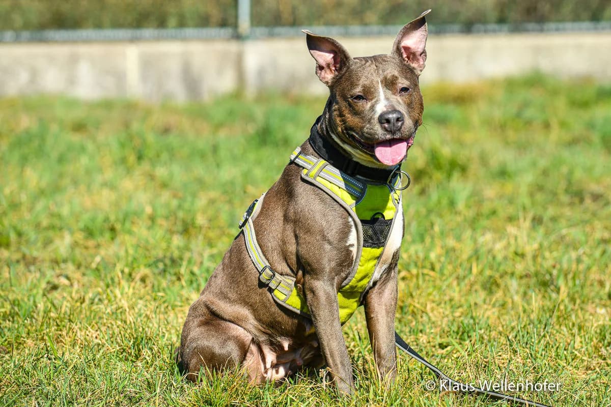 Stella, female American Staffordshire Terrier for adoption at Tierheim Baden