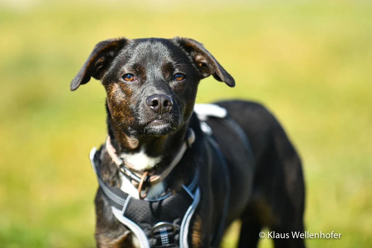 Charly, male young Mixed Breed for adoption at Tierheim Baden, Baden