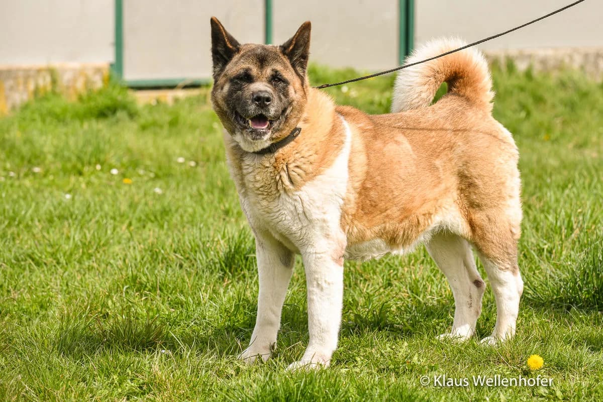 Cleopatra, female Akita for adoption at Tierheim Baden