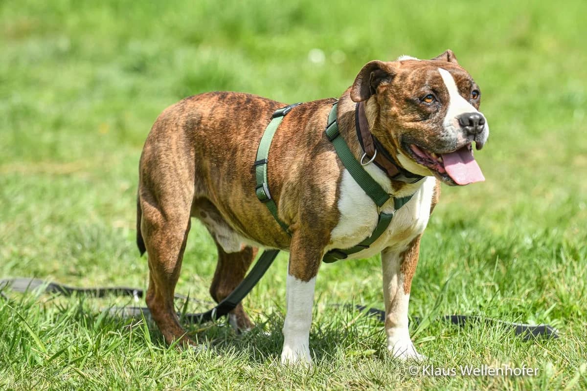 Tyson, male senior Staffordshire Bull Terrier for adoption at Tierheim Baden, Baden