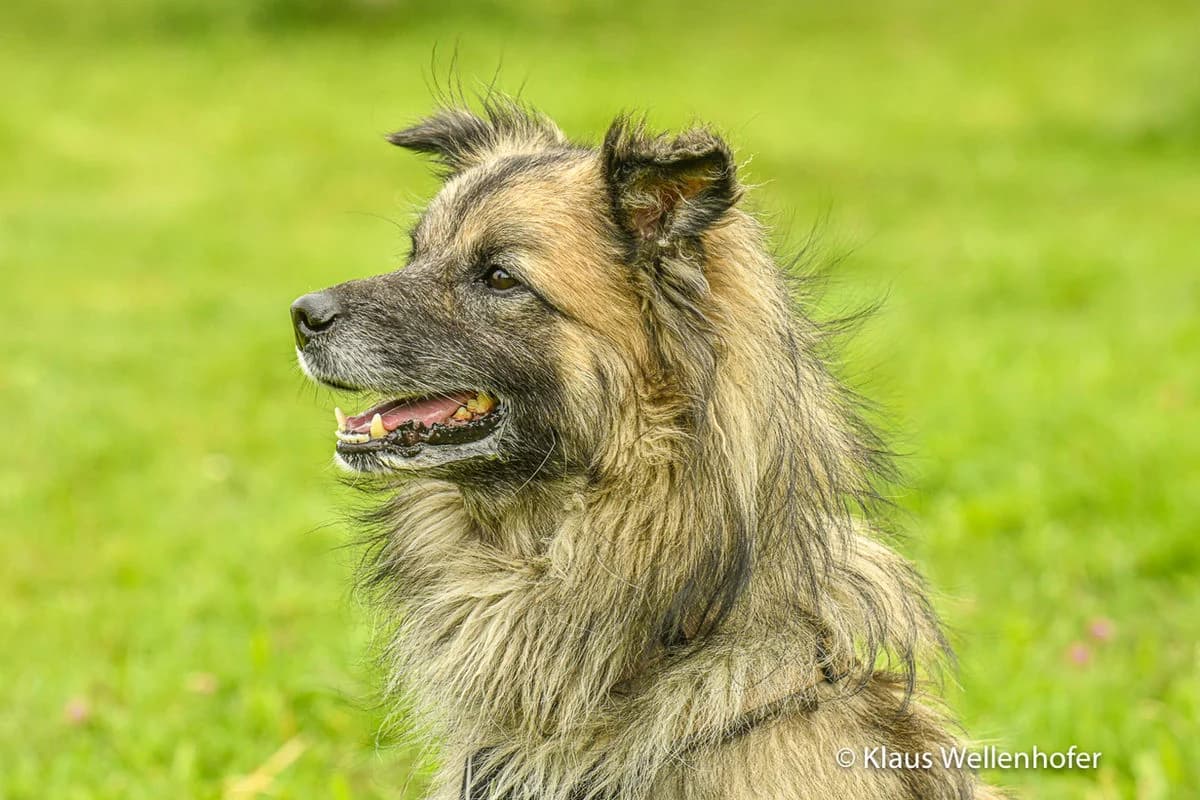 Milo, male mixed breed for adoption at Tierheim Baden