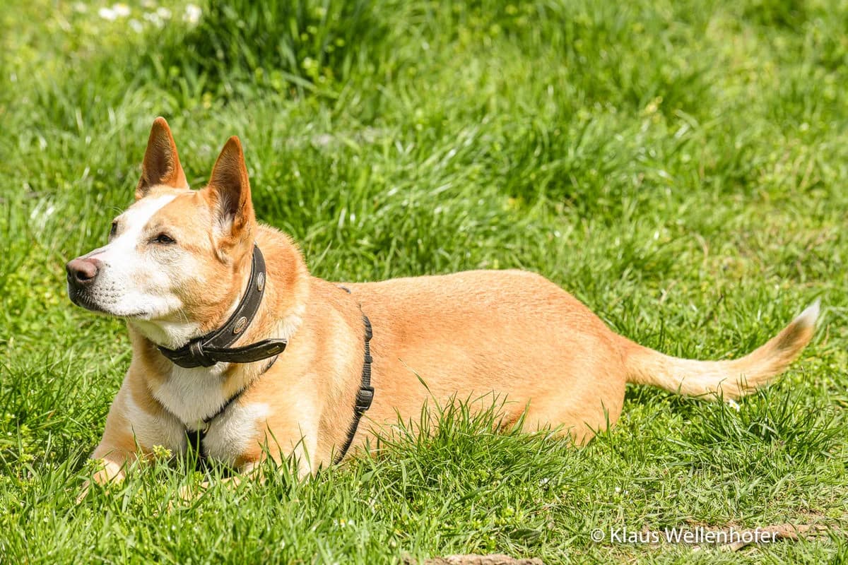 Tequila, male senior Akita for adoption at Tierheim Baden, Baden