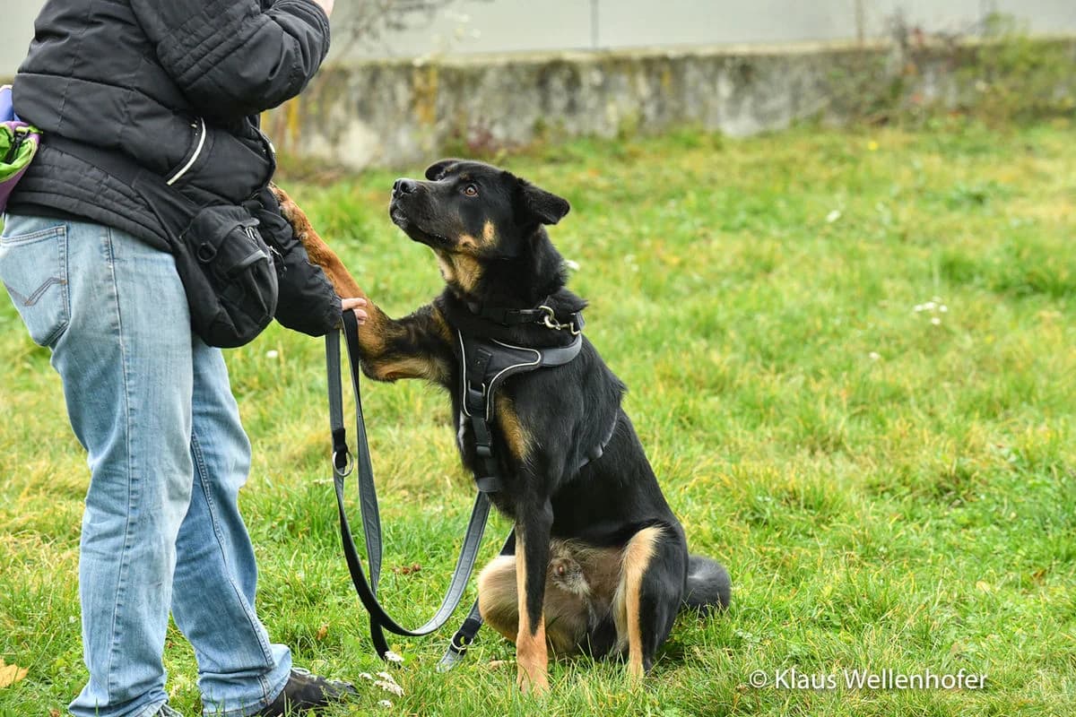 Anton, male Mixed Breed for adoption at Tierheim Baden