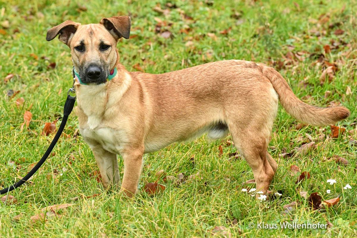 Basti, male young Mixed Breed for adoption at Tierheim Baden, Baden