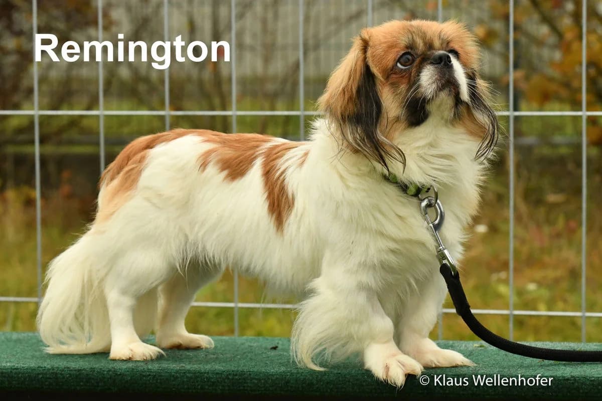 Remington, male mixed breed for adoption at Tierheim Baden