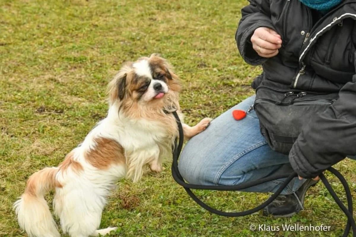 Raoul, male mixed breed for adoption at Tierheim Baden