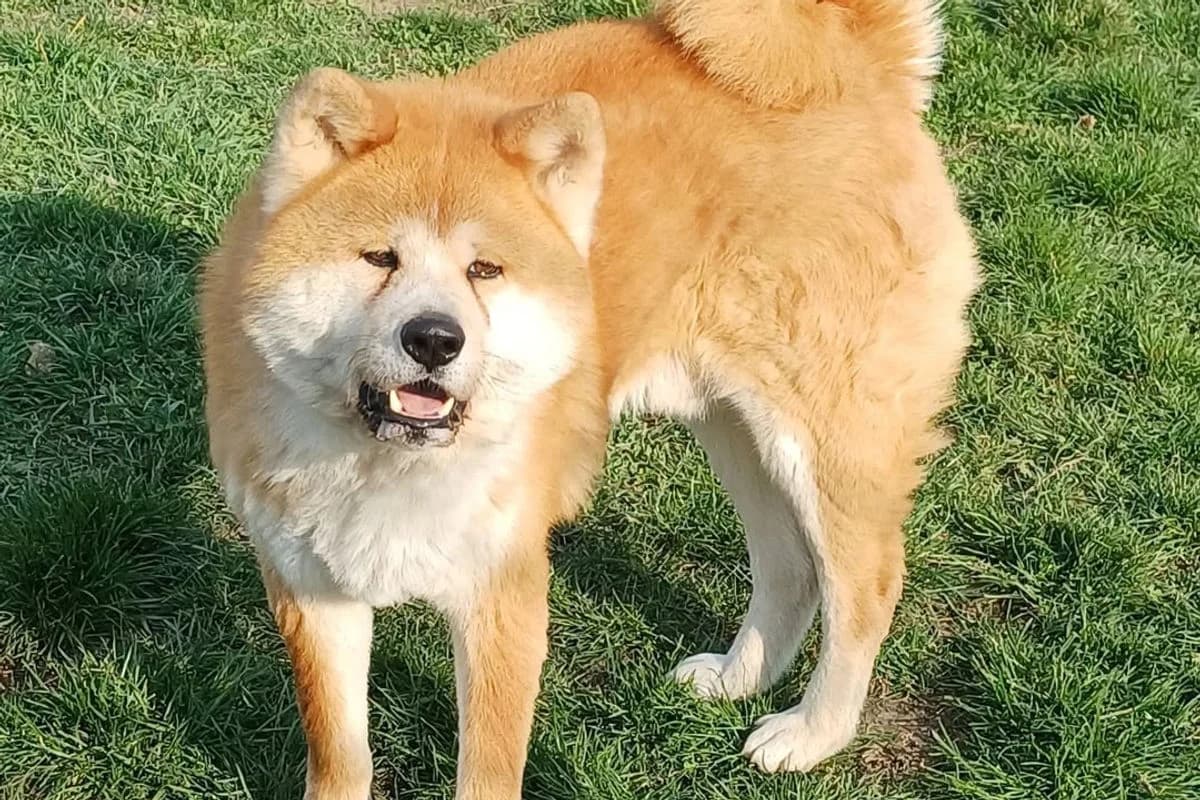 Cรคsar, male Akita for adoption at Tierheim Baden