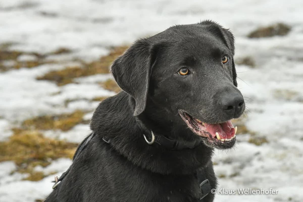 Lennox, male Labrador Retriever for adoption at Tierheim Baden