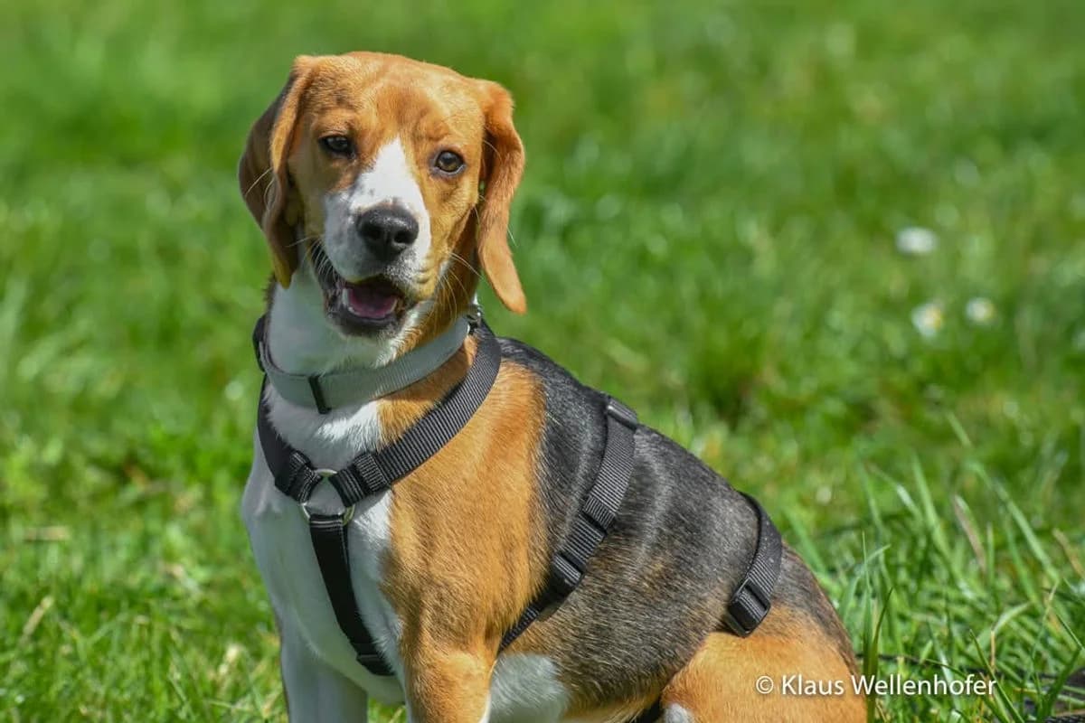 Poppy, female Beagle for adoption at Tierheim Baden