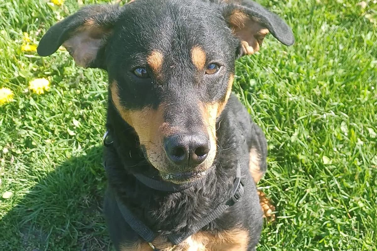 Jak, male Mixed Breed for adoption at Tierheim Baden