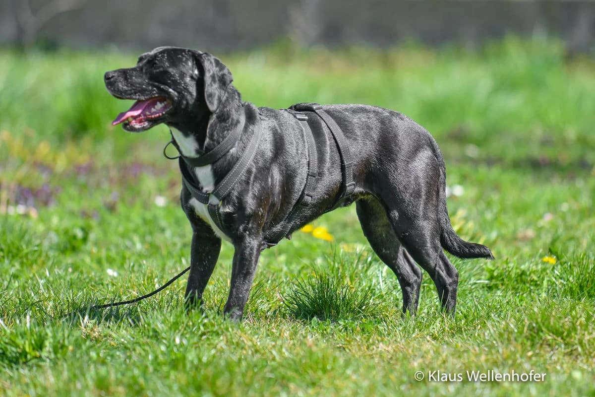 Nisha, female 4yo American Staffordshire Terrier for adoption at Tierheim Baden, Baden