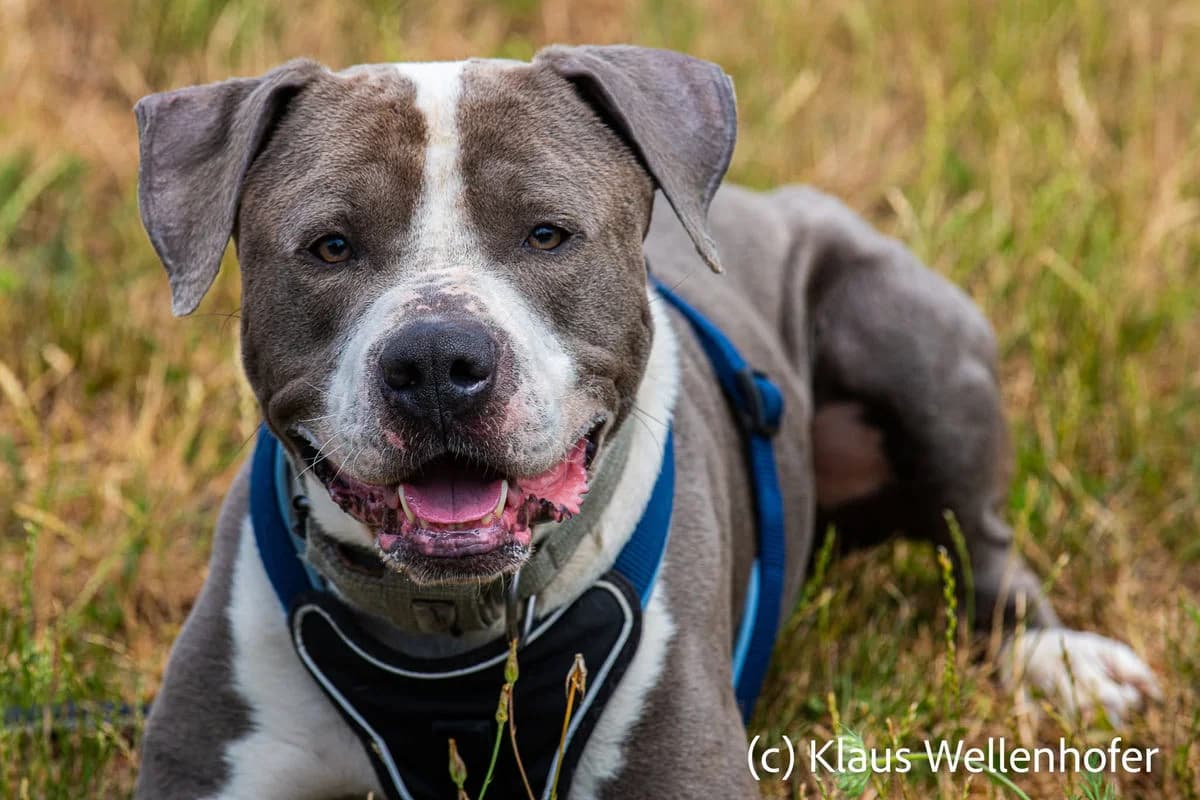 Aaron, male 4yo American Staffordshire Terrier for adoption at Tierheim Baden, Baden