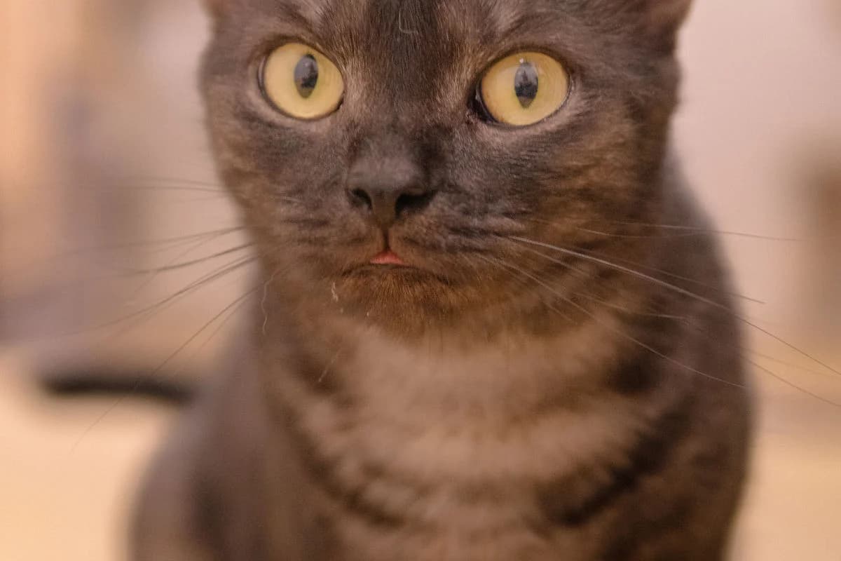 Mora & Minu, female Mixed Breed for adoption at Tierheim Baden