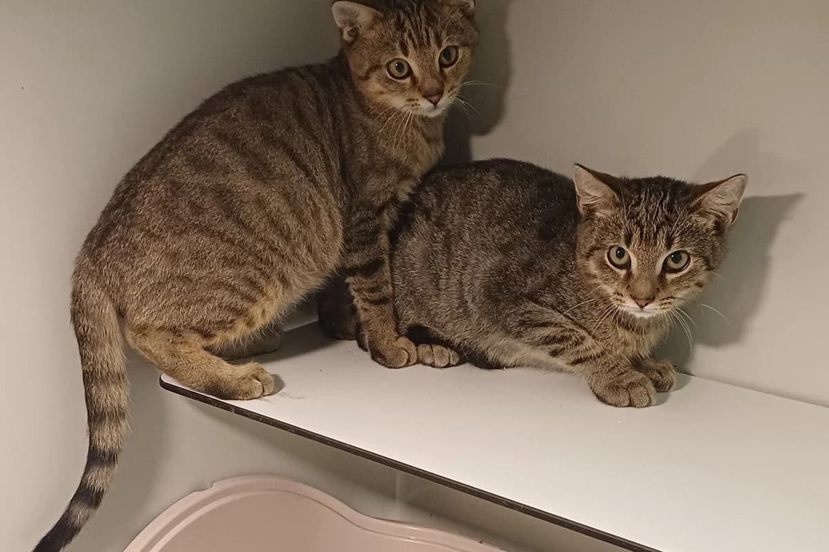 Ellioth & Elton, male Mixed Breed for adoption at Tierheim Baden