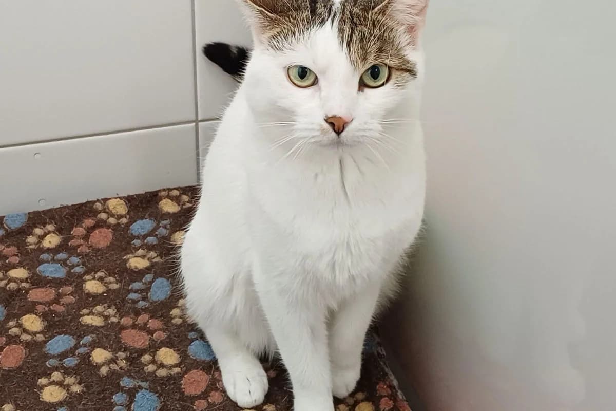 Scarlett, female 3yo Mixed Breed for adoption at Tierheim Baden, Baden