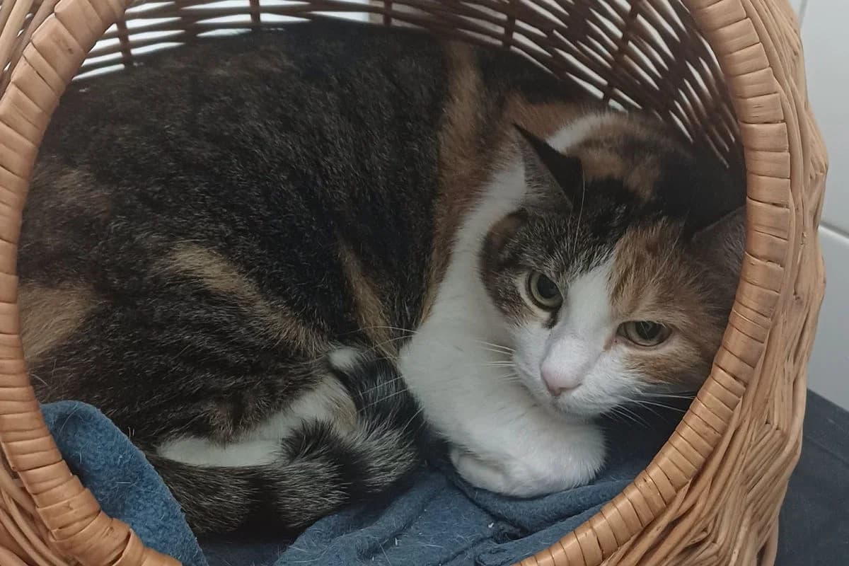 Resi, female senior Mixed Breed for adoption at Tierheim Baden, Baden