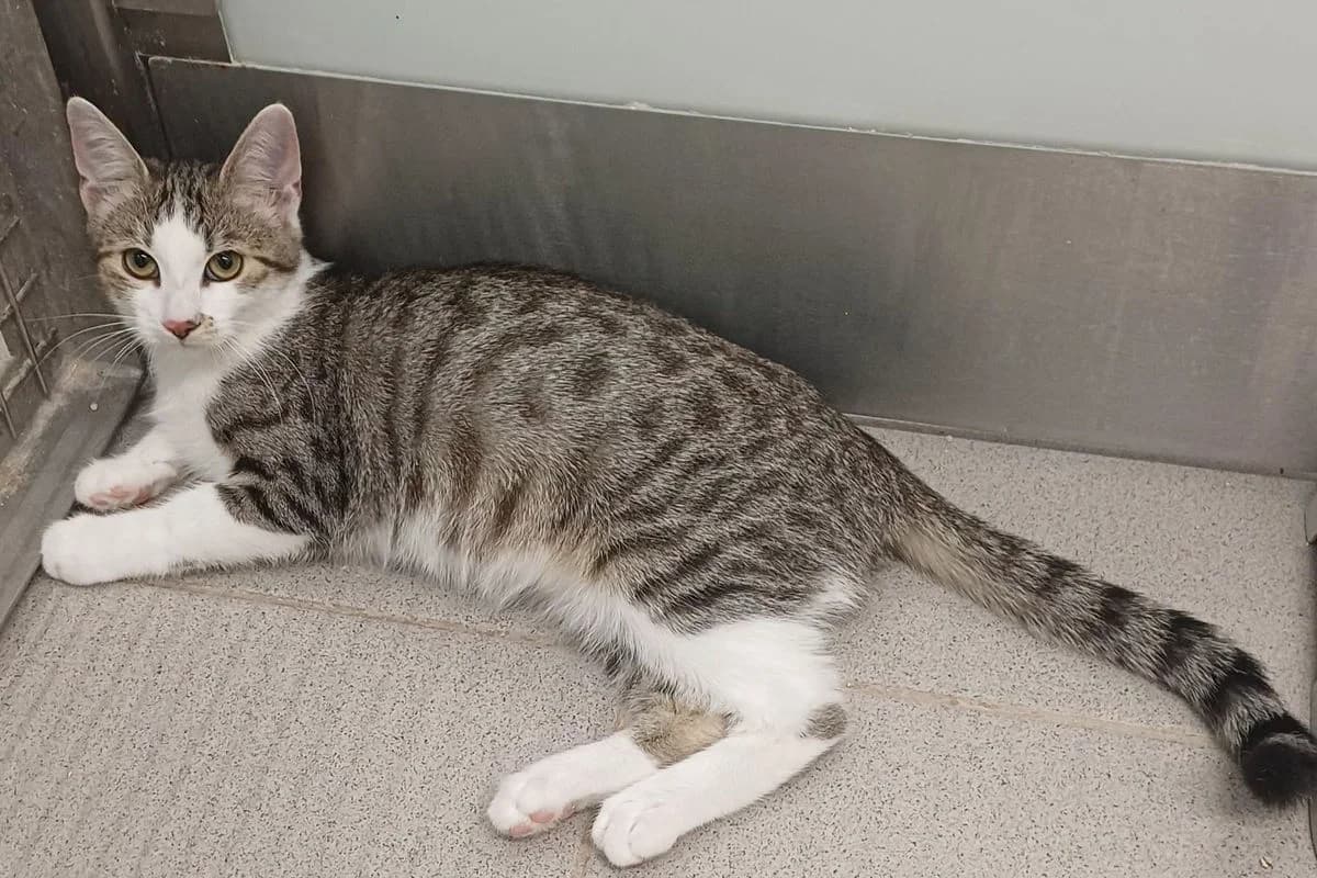 Satinka, female Mixed Breed for adoption at Tierheim Baden, Baden