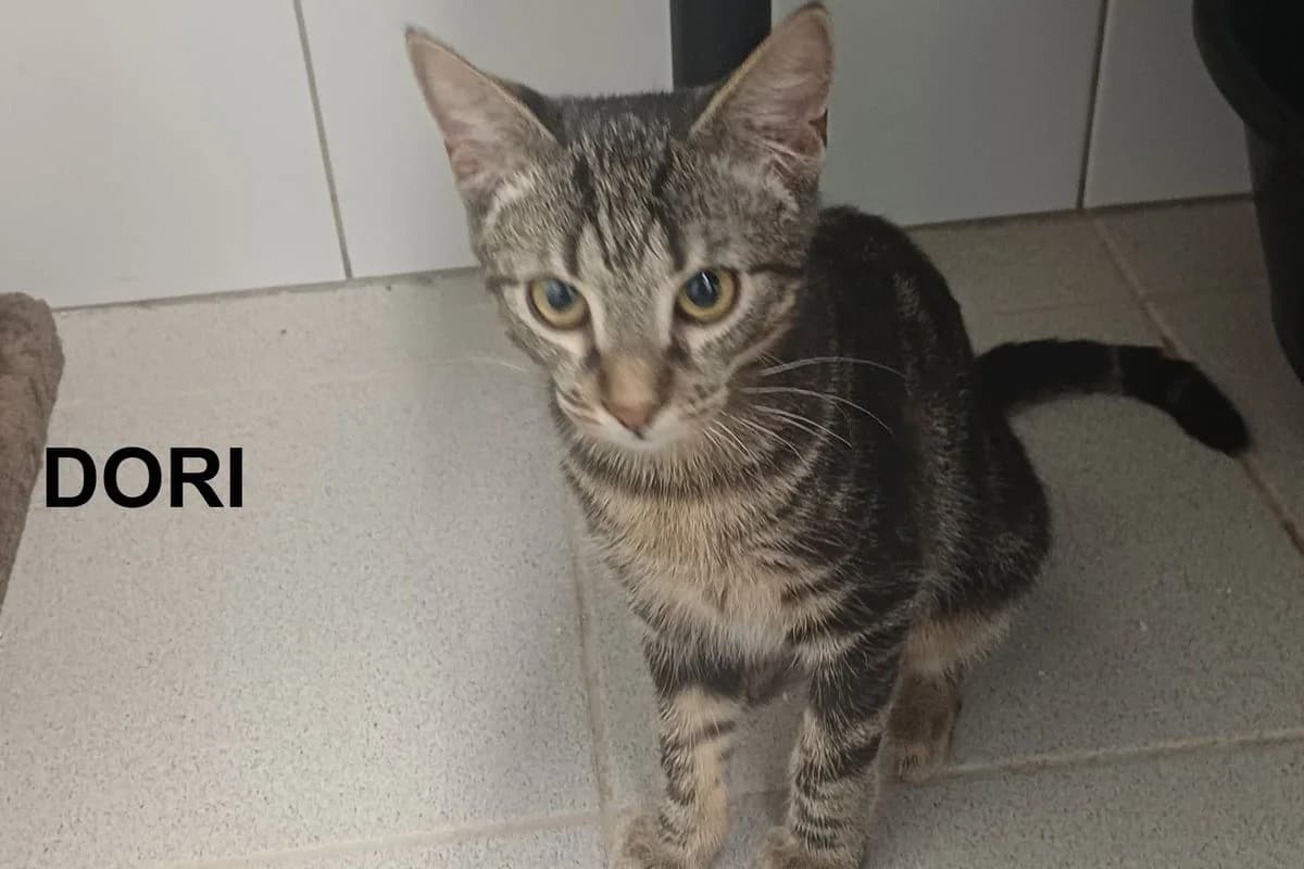 Dori & Dodo, female Mixed Breed for adoption at Tierheim Baden, Baden