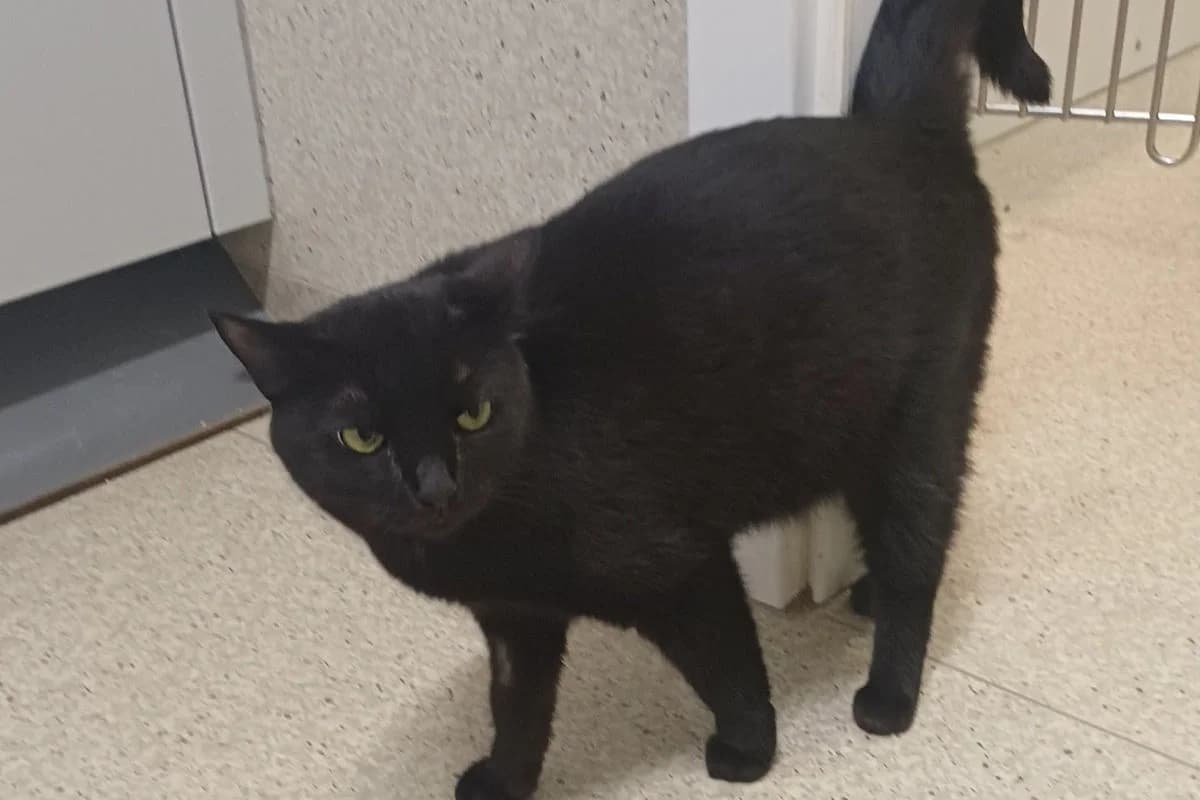 Tipsy, female 4yo Mixed Breed for adoption at Tierheim Baden, Baden