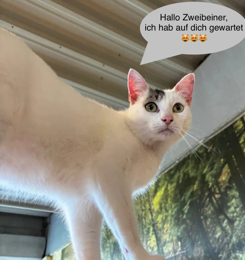 Lino, male Mixed Breed for adoption at Tierheim Braunau am Inn, Braunau am Inn
