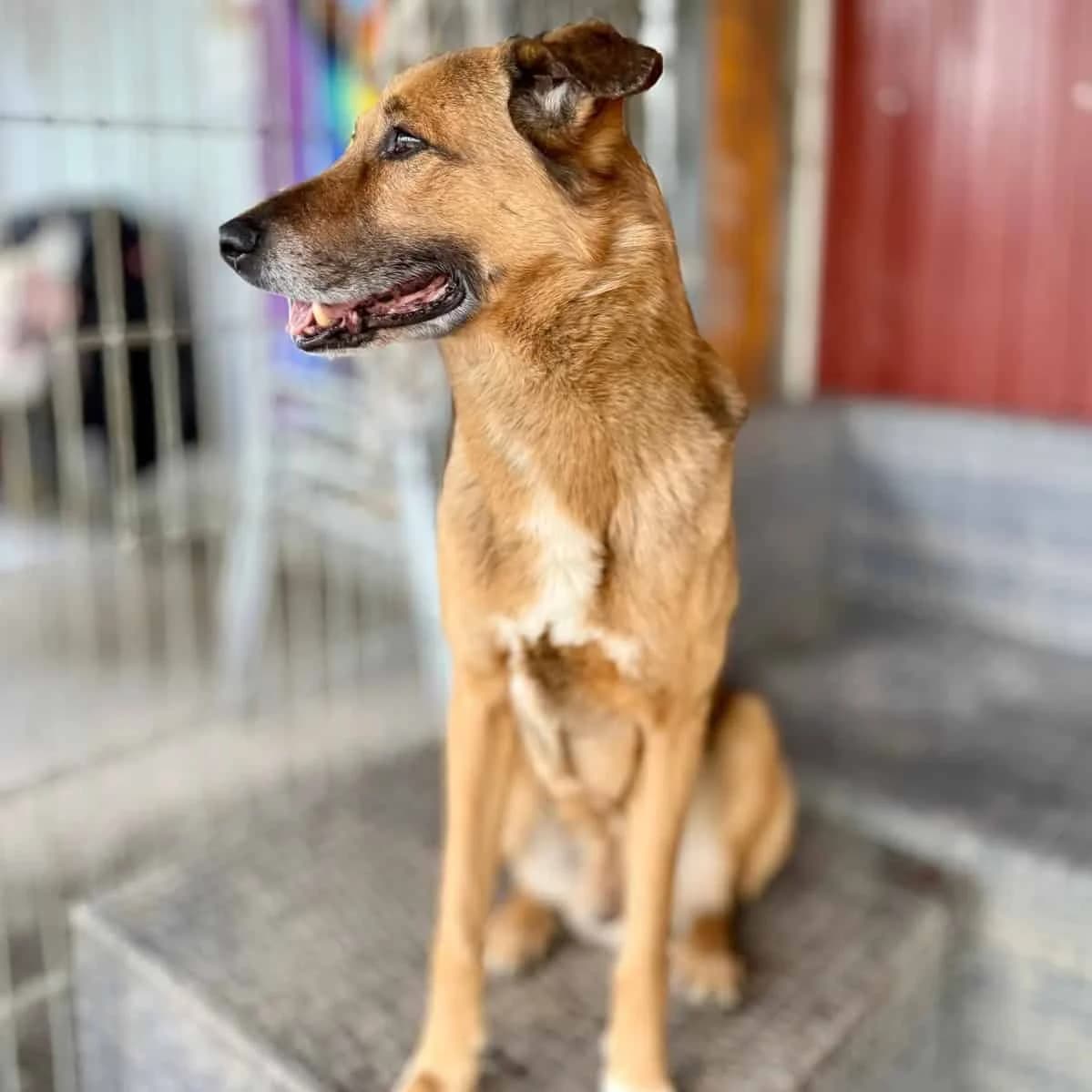 Buddy, male senior Belgian Malinois for adoption at Tierheim Bruck an der Leitha