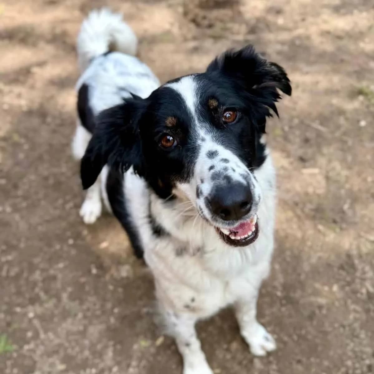 Lyanna, male 4yo Mixed Breed for adoption at Tierheim Bruck an der Leitha