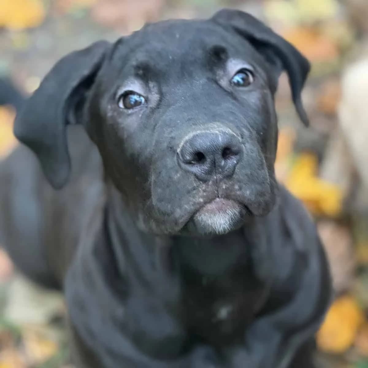 Jetzt adoptieren!, schwarz male young Mixed Breed for adoption at Tierheim Bruck an der Leitha