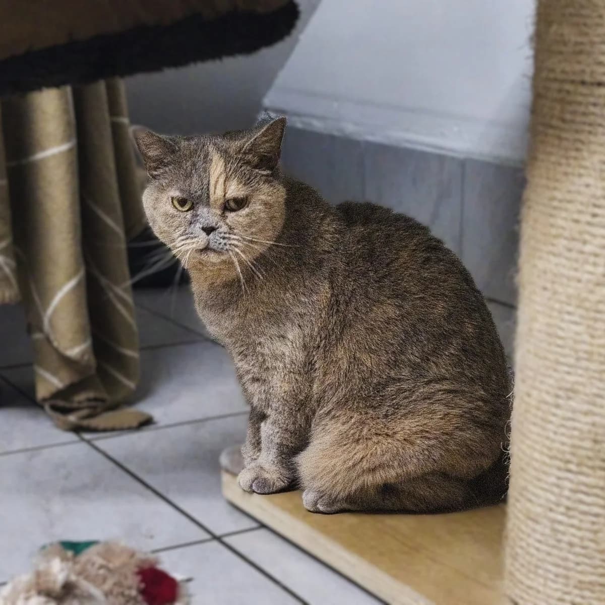 Samantha und Jolina, British Shorthair for adoption at Tierheim Bruck an der Leitha
