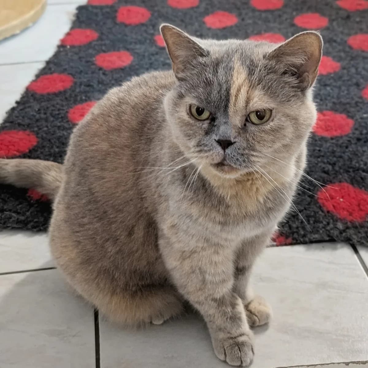 Samantha und Jolina, male British Shorthair for adoption at Tierheim Bruck an der Leitha
