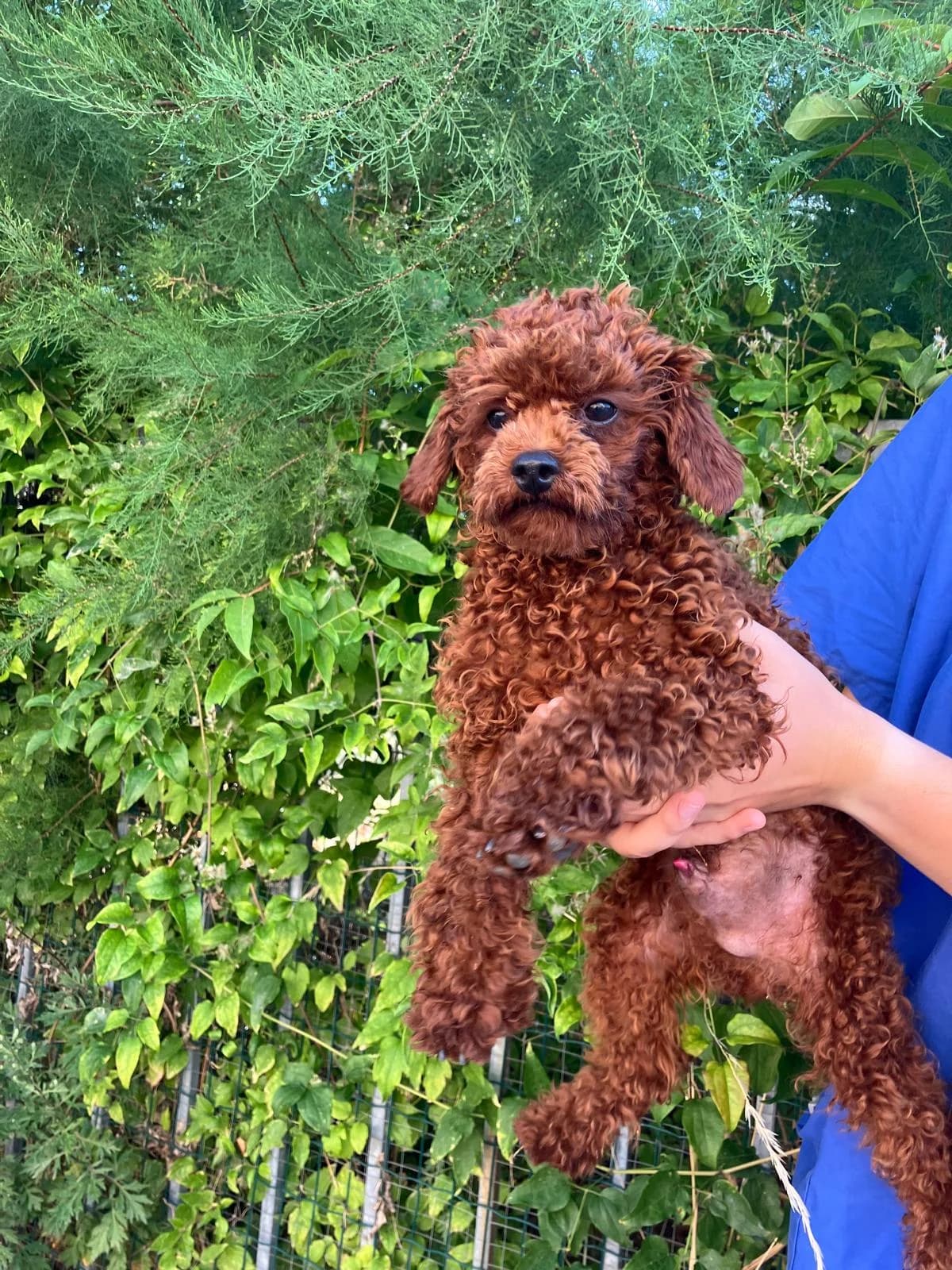 Anton Luca Sissy, puppy Poodle for adoption at Tierheim Bruck an der Leitha