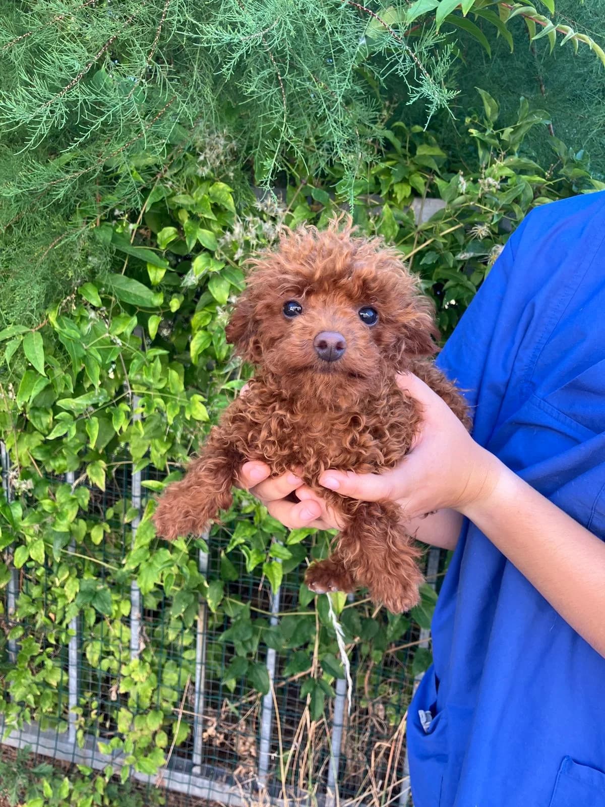 Anton, Luca & Sissy, puppy Poodle for adoption at Tierheim Bruck an der Leitha