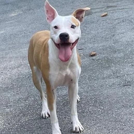 Enola, female young American Staffordshire Terrier for adoption at Tierheim Bruck an der Leitha