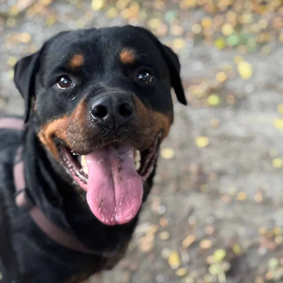 Henry, male 7yo Rottweiler for adoption at Tierheim Bruck an der Leitha