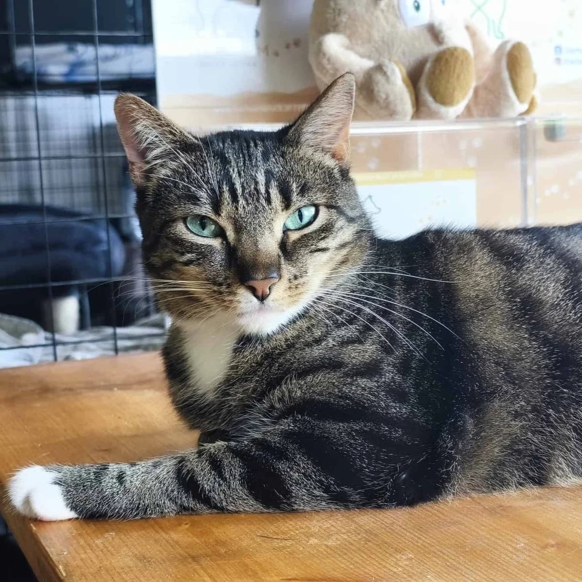 Matilda, male 3yo mixed breed for adoption at Tierheim Bruck an der Leitha