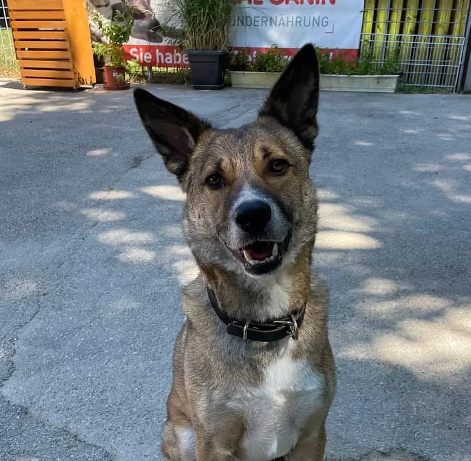 Ralfi, male senior Mixed Breed for adoption at Tierheim Bruck an der Leitha