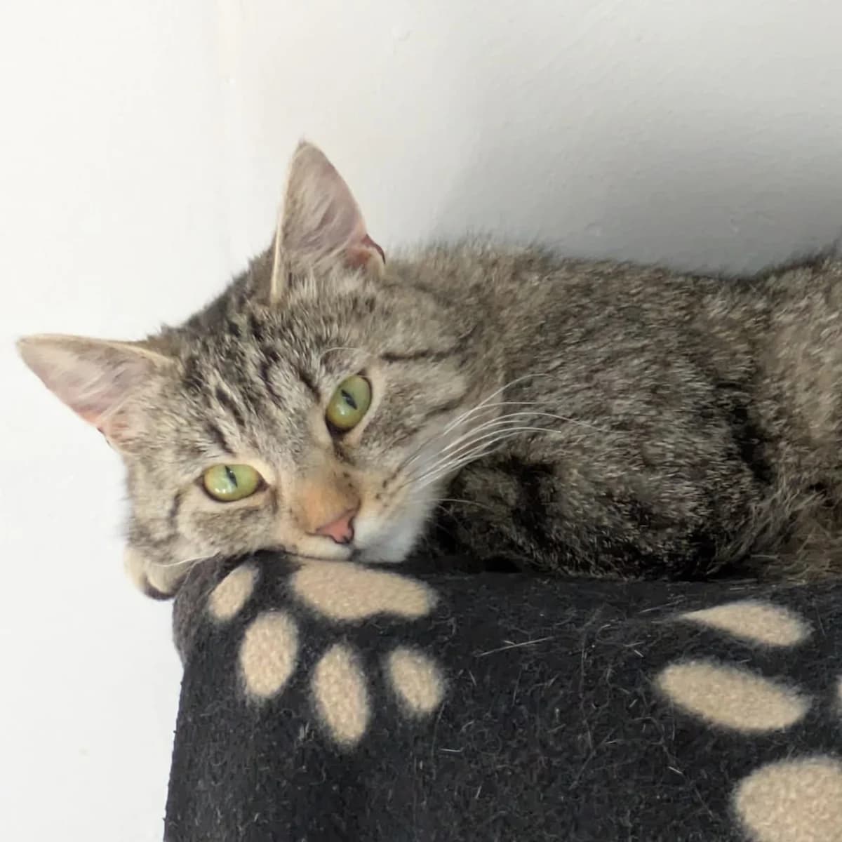 Scrat, male young mixed breed for adoption at Tierheim Bruck an der Leitha