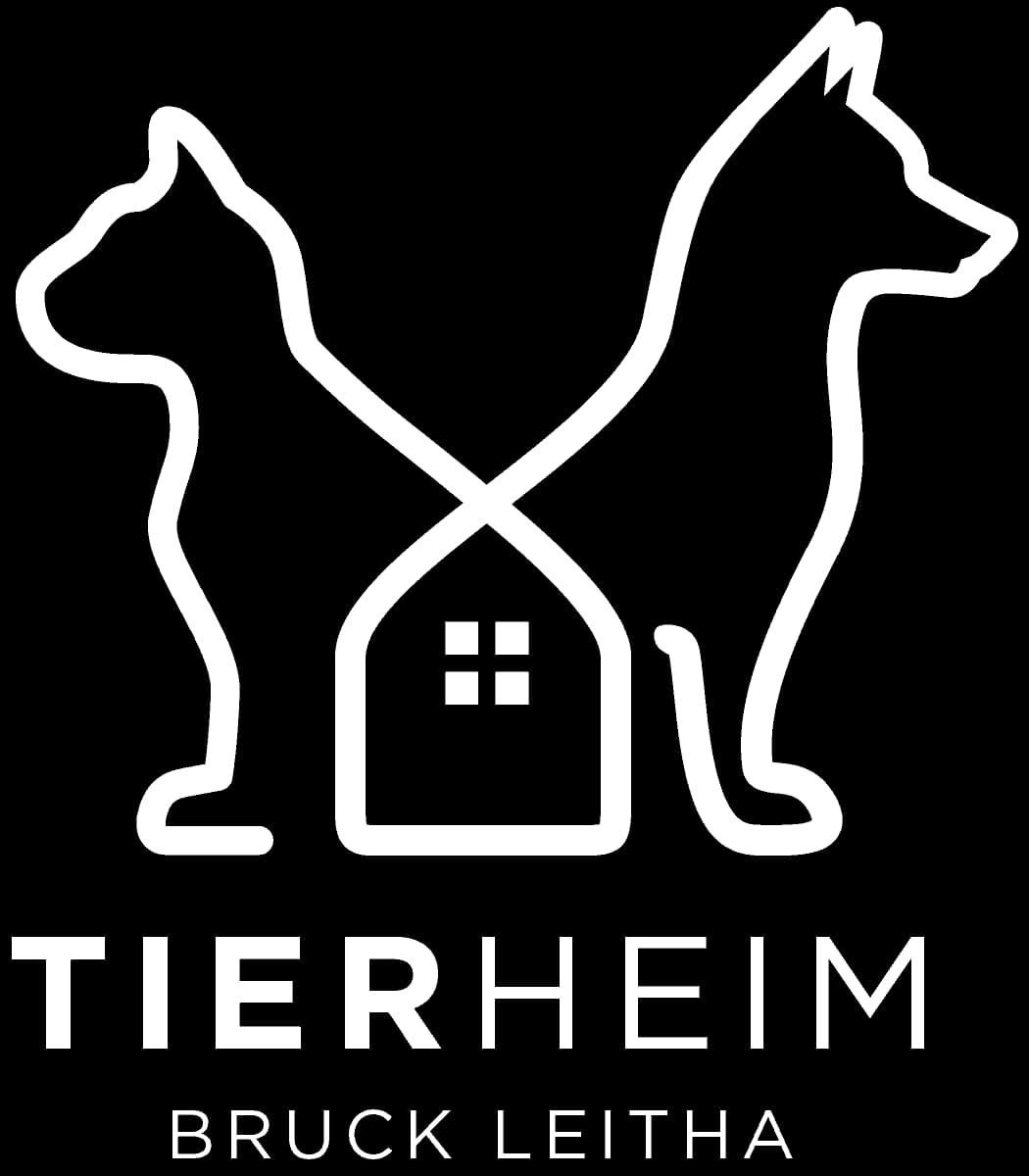Teddy, male 3yo mixed breed for adoption at Tierheim Bruck an der Leitha