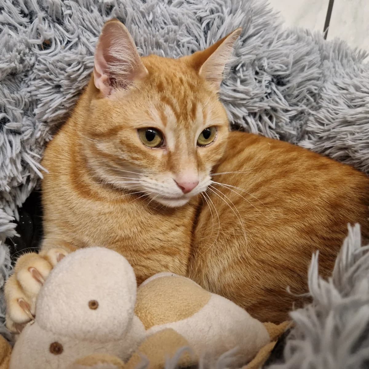 Teddy, male 3yo mixed breed for adoption at Tierheim Bruck an der Leitha