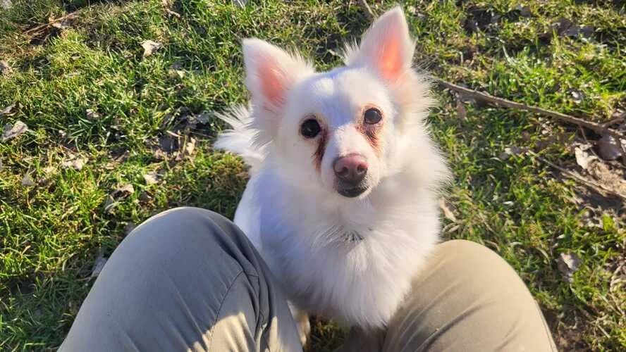BELLA (2), female Mixed Breed for adoption at Tierheim Dechanthof, Dechanthof