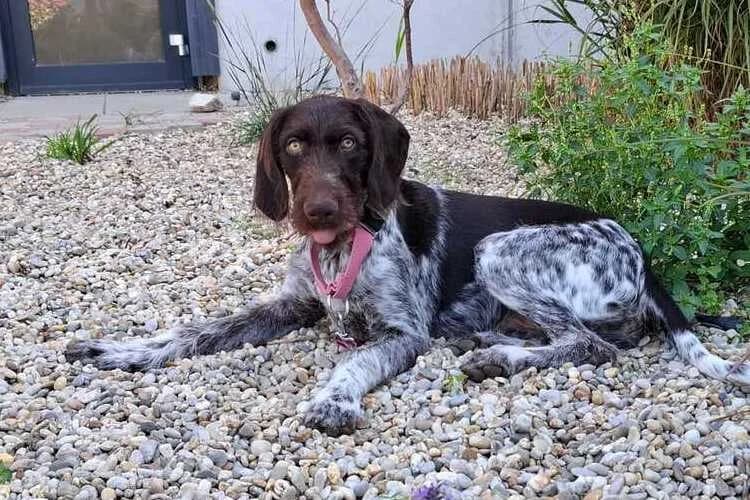 Boss, male puppy mixed breed for adoption at Tierheim Dechanthof, Mistelbach