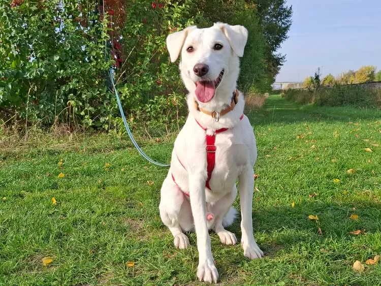 Diesel, male young mixed breed for adoption at Tierheim Dechanthof, Mistelbach