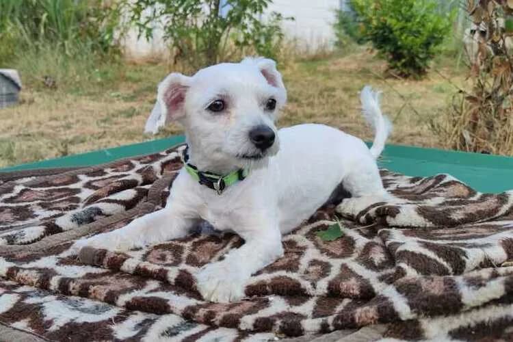 Elvis, male young Maltese for adoption at Tierheim Dechanthof, Mistelbach